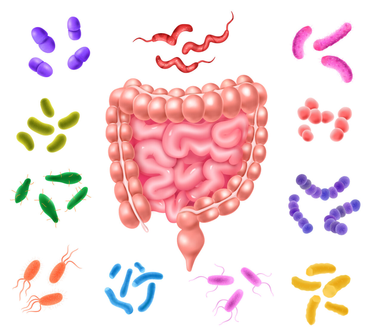 Syndrome du côlon irritable et microbiote