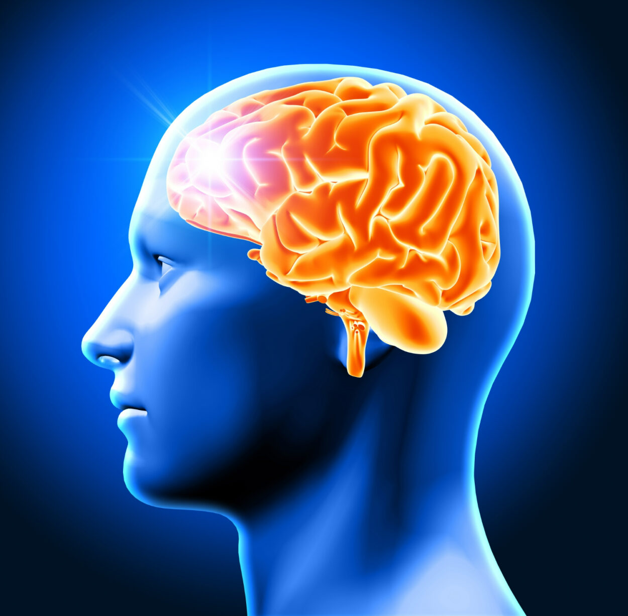 Magnésium L-thréonate et cerveau